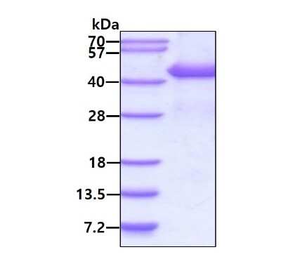 SDS-Page: Recombinant Human PSMD13 His Protein [NBP2-51717] - 3ug by SDS-PAGE under reducing condition and visualized by coomassie blue stain.